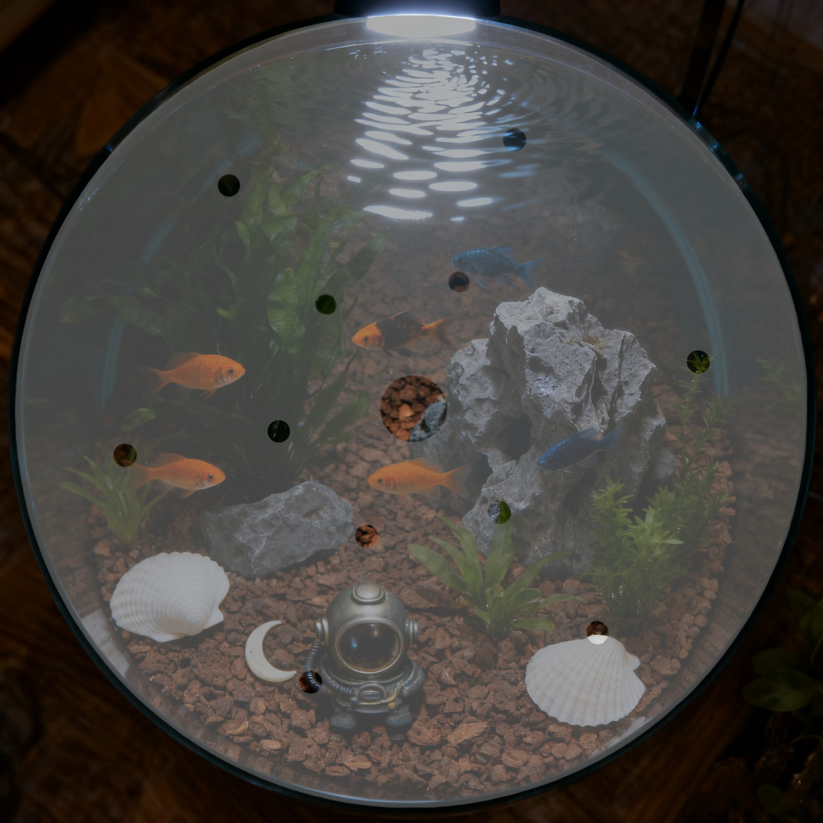 Yuvarlak Akrilik Akvaryum Kaçı - Aquarium Fish Escape incelemesi ve fiyatı